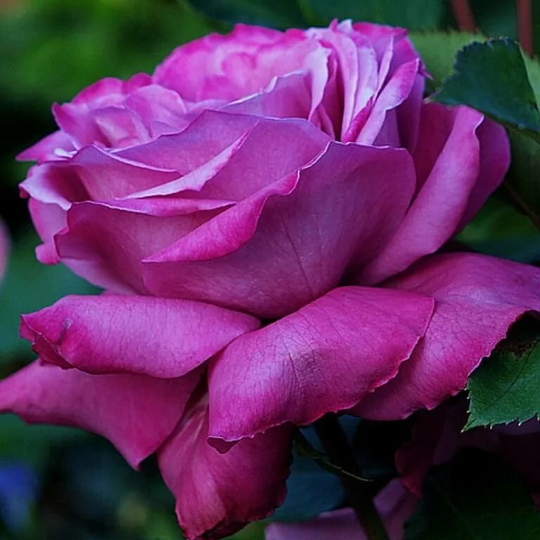 Пурпурные розы сорта фото описание