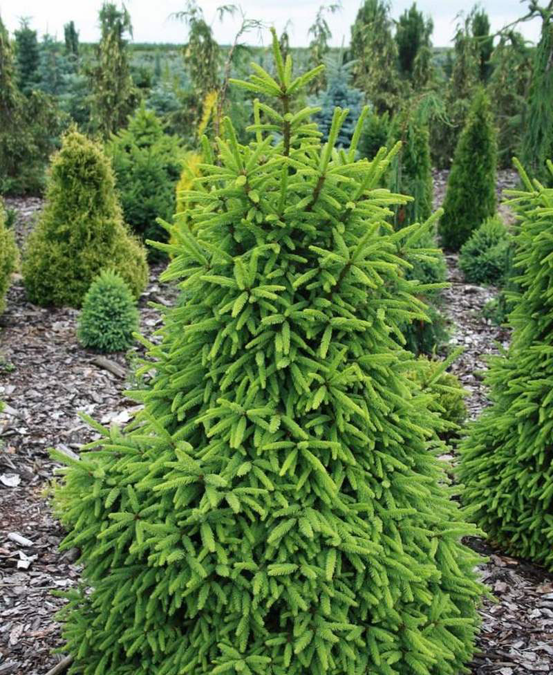 Фото пород ели. Ель обыкновенная Picea Abies. Ель Picea Abies compacta. Ель европейская Picea Abies. Ель обыкновенная (Picea Abies 