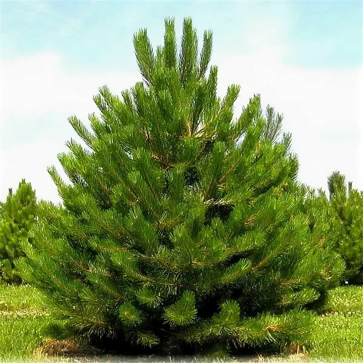 Обычная хвойная. Сосна черная Австрийская. Сосна черная Фастигиата. Pinus nigra. Сосна черная (Pinus nigra).
