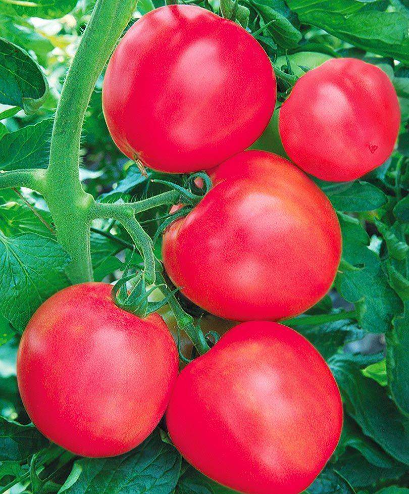 фото томатов сорта ляна