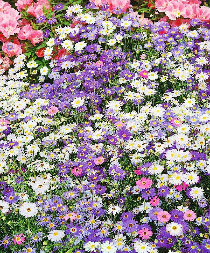 Мелкие однолетние цветы фото и названия