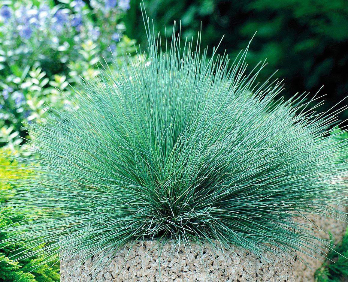 Овсяница сизая (Festuca glauca)