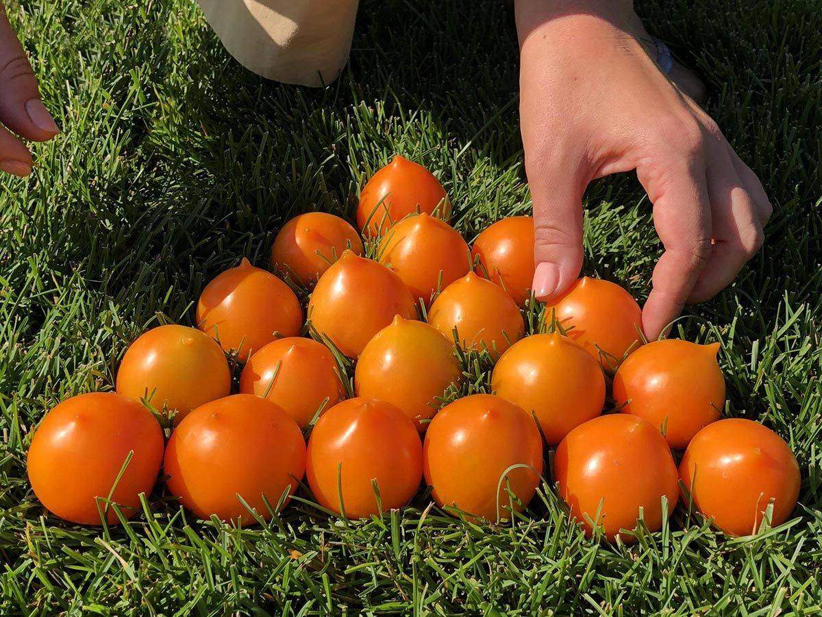 Семена томат утенок