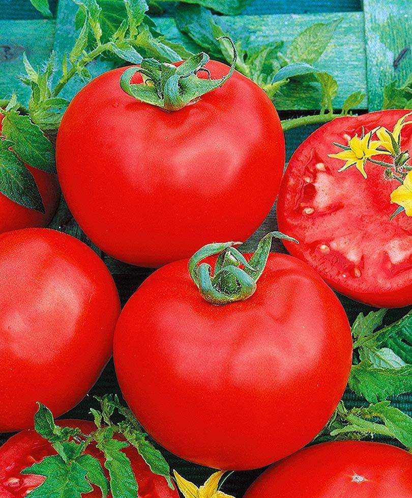 Семена томатов катя. Томат Катя f1. Томат Микадо красный. Семко томат Катя f1. Семена томат Катя f1.