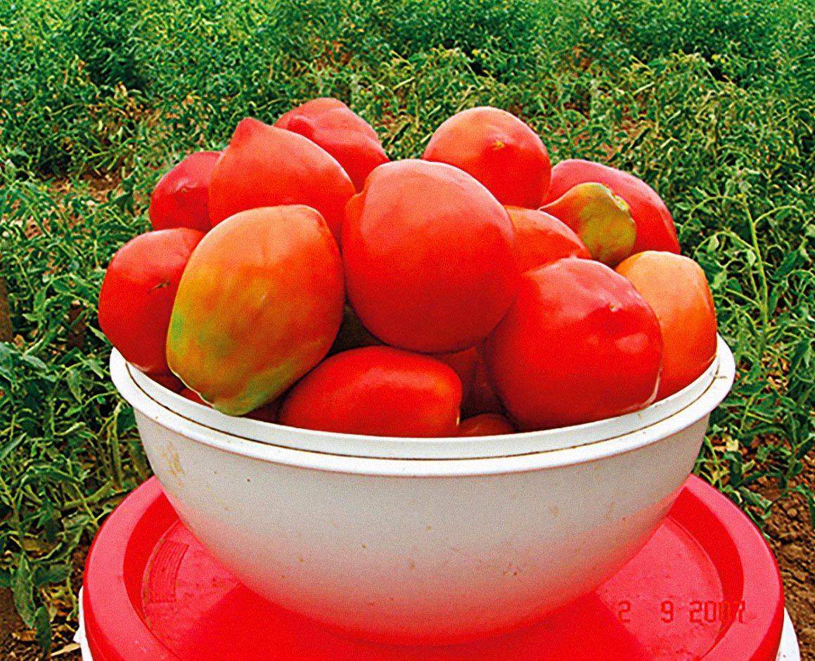 помидоры царское искушение фото